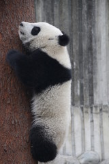 Little Baby Panda is Climbing up the Tree, Chengdu, China