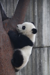 Fototapeta premium Little Baby Panda Cub is having Fun in his Playground, Chengdu, China