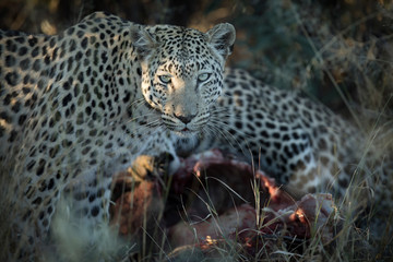 A leopard on a warthog kill