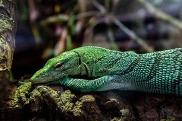 Reptile resting