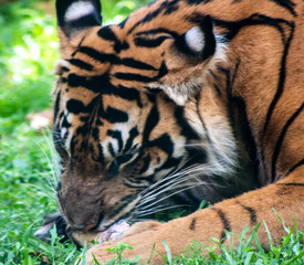 Tiger eating 