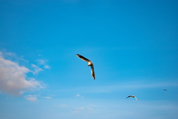 The Gulls or seagulls flying. flock of seagulls in the blue sky 