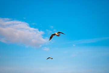 The Gulls or seagulls flying. flock of seagulls in the blue sky 