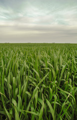Fototapeta premium corn field 