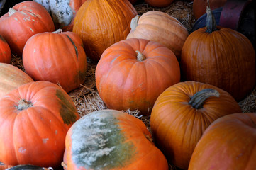 pumpkins 