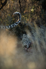 A young leopard in thick undergrowth