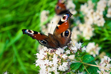 Peacock butterfly on oregano or mint flower