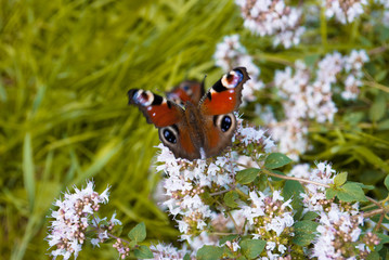 Peacock butterfly on oregano or mint flower