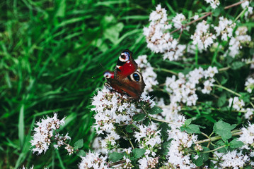 Peacock butterfly on oregano or mint flower