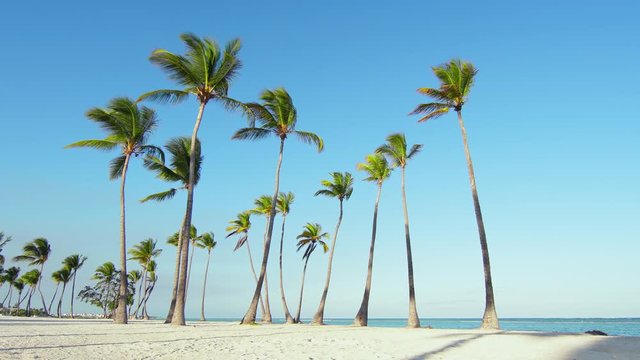 Island palms beach Caribbean sea Dominican Republic. Palms isolated on Atlantic ocean. Hawaii islands wild beautiful beaches