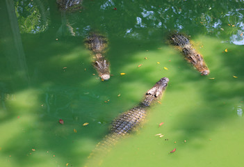 Crocodiles in a farm, Thailand.