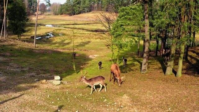 Wild herd of deer in the forestin sunny day