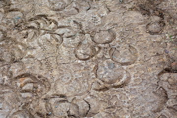 Horse, bike tracks in mud road. Random horse hoof footprint and bicycle wheel print on dirt road.