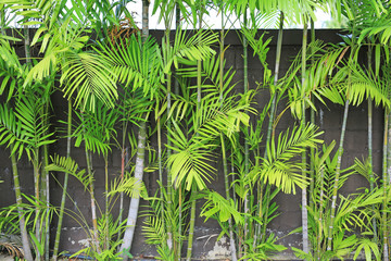 Tropical Palm leaves decoration in the garden.