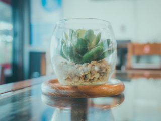 Small plant in glass pot on the table
