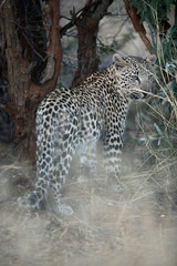 A young leopard in thick undergrowth