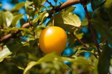 Fruits of cherry-plum on tree.