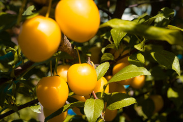 Fruits of cherry-plum on tree.