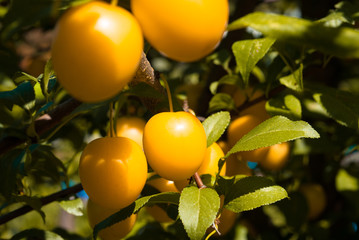 Fruits of cherry-plum on tree.