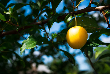Fruits of cherry-plum on tree.