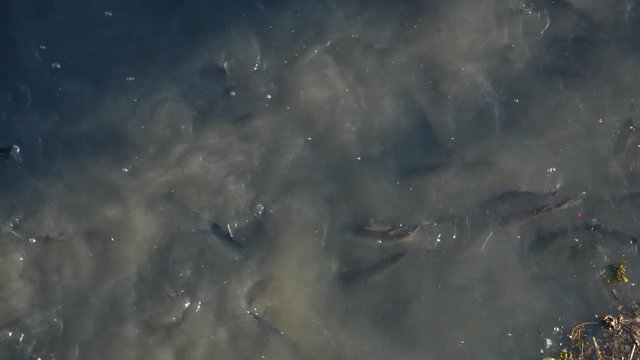 Closeup shot of thousands of grey mullet fish on surface of Douro River in Porto, Portugal.