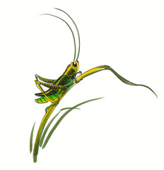 Green grasshopper in the grass. Watercolor illustration