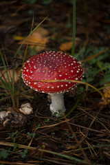 fly agaric mushroom in the forest