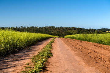 Fototapeta na wymiar Dirt road and landscape countryside.