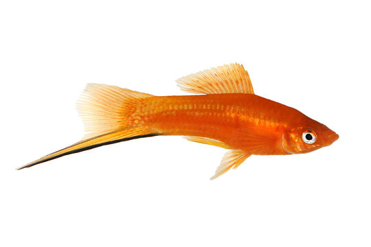 Red Swordtail Xiphophorus Helleri aquarium fish isolated on white 