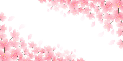 桜　春　花　背景 