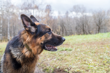 Dog German Shepherd outdoors in an autumn