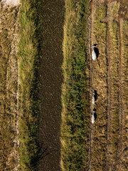 Aerial view of buffaloes grazing in rice paddy fields. Langkawi, Malaysia.