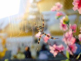 The spider climbs on the we with sunlight.