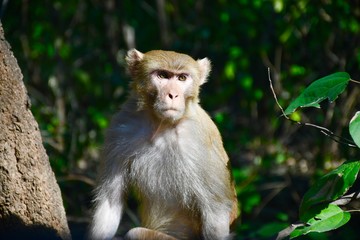 Monkey in the jungles of Jim Corbett