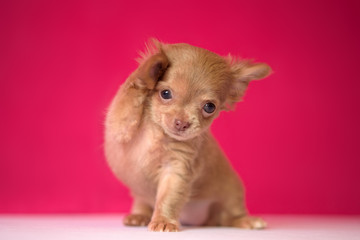 Cute red-haired Chihuahua puppy sits on a crimson background.