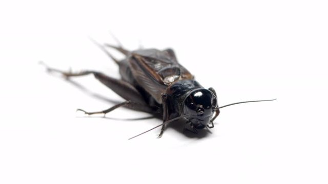 Angled shot of a black field cricket sitting on a white background. CLOSE UP SHOT.