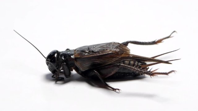 Side view of a black field cricket sitting on a white background. CLOSE UP SHOT.