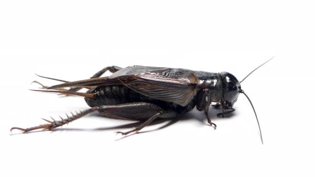 Side view of a black field cricket sitting on a white background. CLOSE UP SHOT.