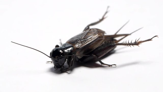 Angled view of a black field cricket sitting on a white background. CLOSE UP SHOT.