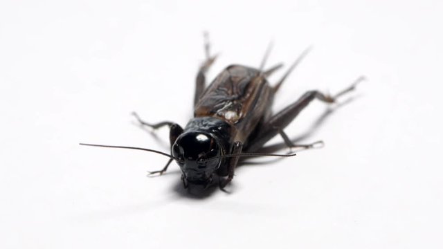 Angled shot of a black field cricket sitting on a white background. CLOSE UP SHOT.