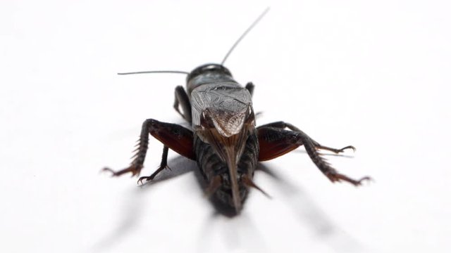 Rear view of a black field cricket sitting on a white background. CLOSE UP SHOT.