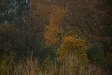 autumn background