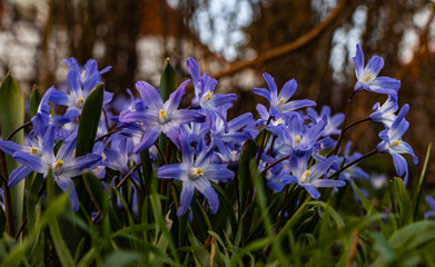 Blausterne im Frühling