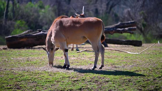 Saiga Antelopes long horn wildlife animal are standing eating grass outdoor in the summertime