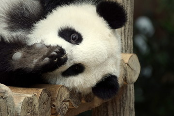 Giant Panda