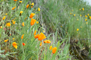 California Poppies closeup on a hillside surrounded by green grass