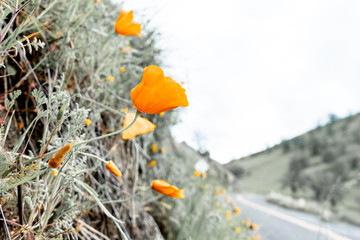 California Poppies closeup on a hillside surrounded by green grass