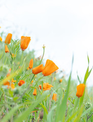 California Poppies closeup on a hillside surrounded by green grass