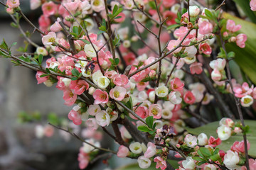 京都ぶらり、春の花