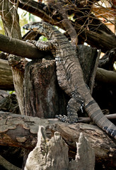 A lace monitor lizard climbing a tree